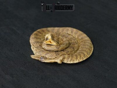 Diamondback Rattlesnake coiled taxidermy mount SKU 2220
