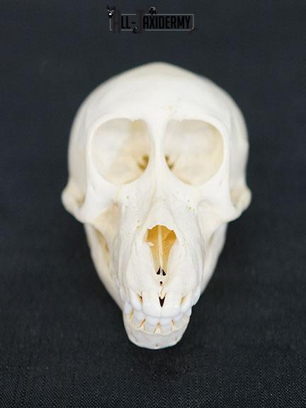 African Chacma Baboon taxidermy skull adolescent SKU 2229 - Image 2