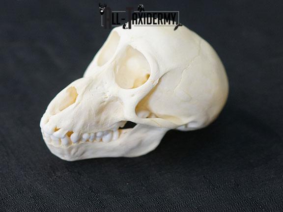 African Chacma Baboon taxidermy skull adolescent SKU 2229