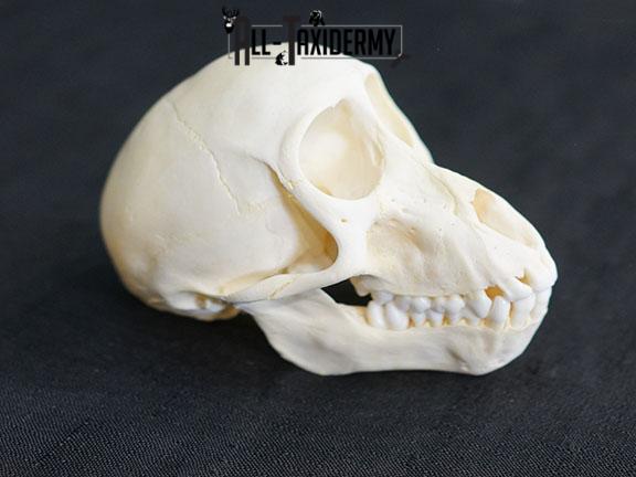 African Chacma Baboon taxidermy skull adolescent SKU 2229 - Image 4