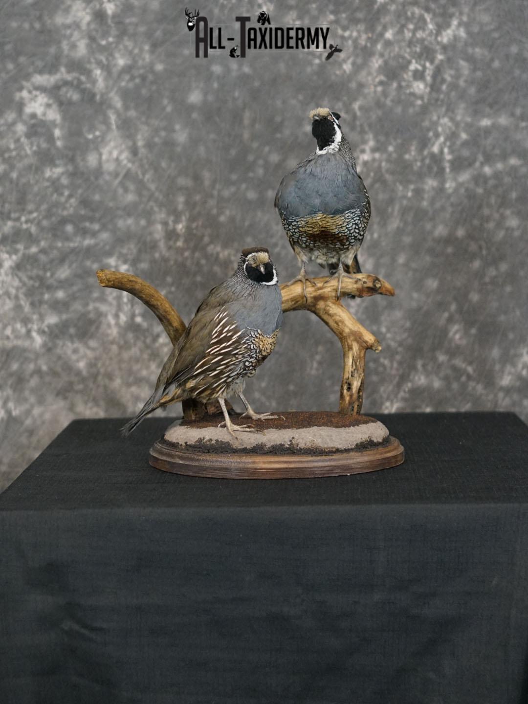 California Rooster and Hen Quail taxidermy mount SKU 2230
