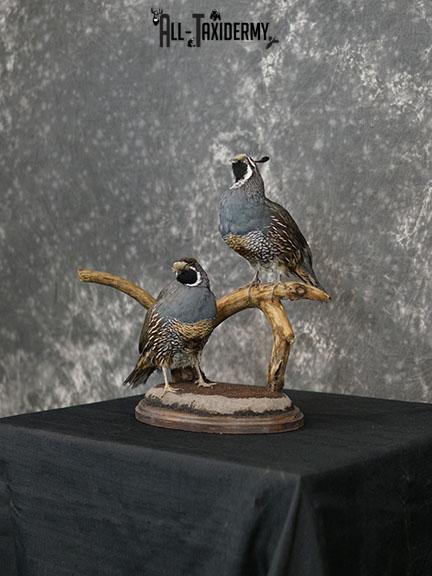 California Rooster and Hen Quail taxidermy mount SKU 2230 - Image 2