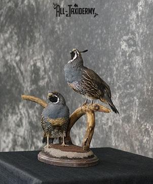 California Rooster and Hen Quail taxidermy mount SKU 2230 - Image 11