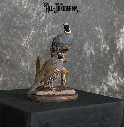 California Rooster and Hen Quail taxidermy mount SKU 2230 - Image 10