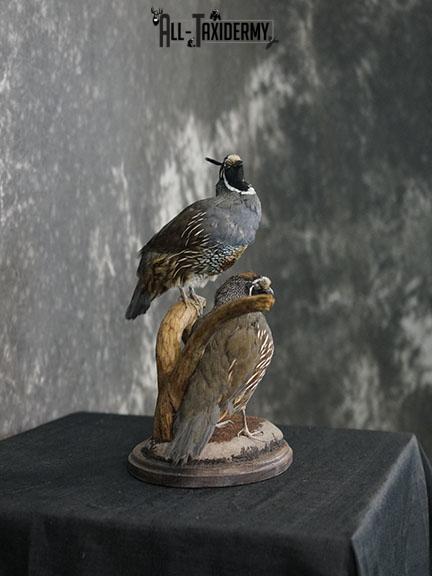California Rooster and Hen Quail taxidermy mount SKU 2230 - Image 9