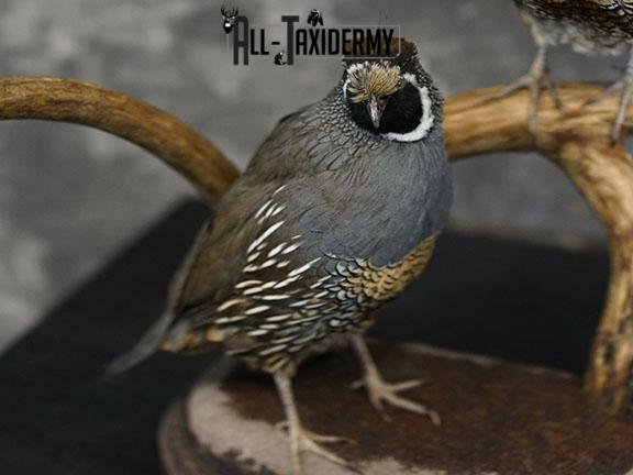 California Rooster and Hen Quail taxidermy mount SKU 2230 - Image 8