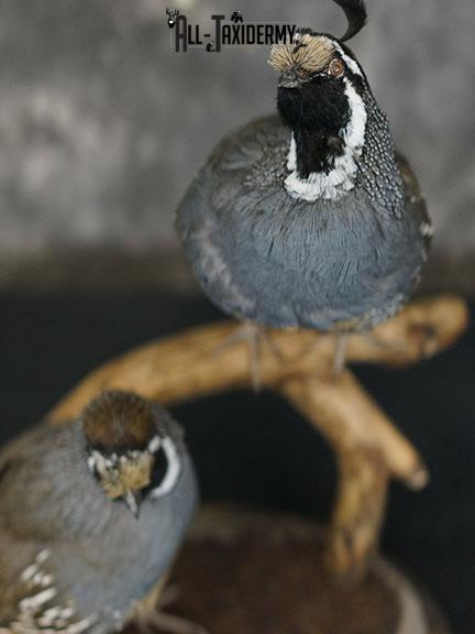 California Rooster and Hen Quail taxidermy mount SKU 2230 - Image 7