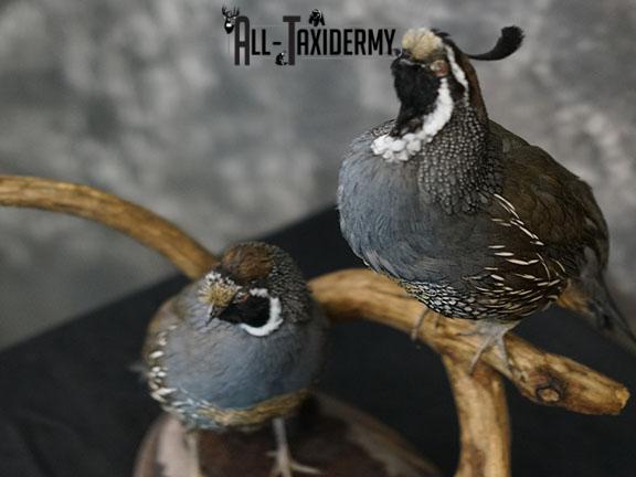 California Rooster and Hen Quail taxidermy mount SKU 2230 - Image 6