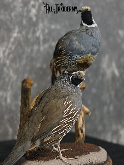 California Rooster and Hen Quail taxidermy mount SKU 2230 - Image 5