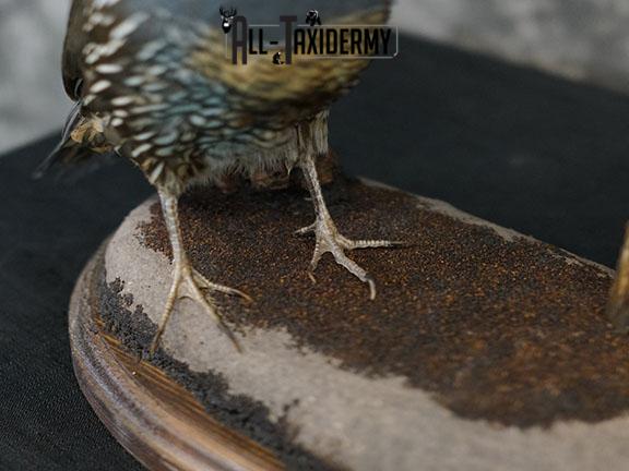 California Rooster and Hen Quail taxidermy mount SKU 2230 - Image 4