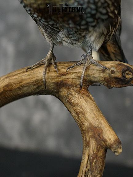 California Rooster and Hen Quail taxidermy mount SKU 2230 - Image 3