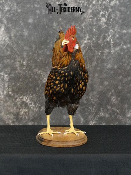 Rooster Chicken Taxidermy mount SKU 2234 - Image 2