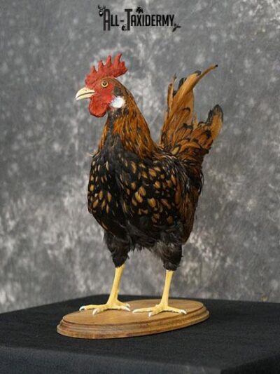 Rooster Chicken Taxidermy mount SKU 2234