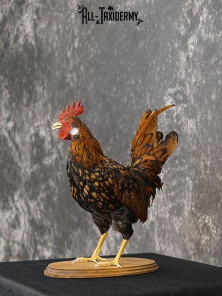 Rooster Chicken Taxidermy mount SKU 2234 - Image 7