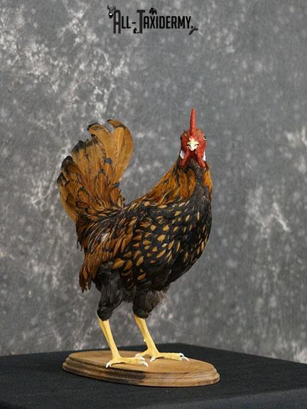 Rooster Chicken Taxidermy mount SKU 2234 - Image 6