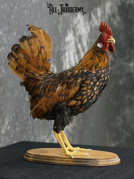 Rooster Chicken Taxidermy mount SKU 2234 - Image 5