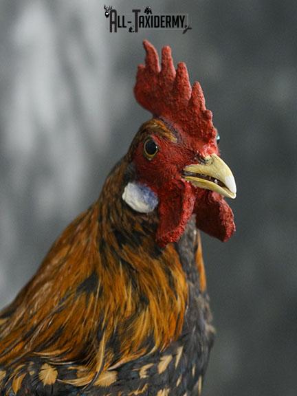 Rooster Chicken Taxidermy mount SKU 2234 - Image 4