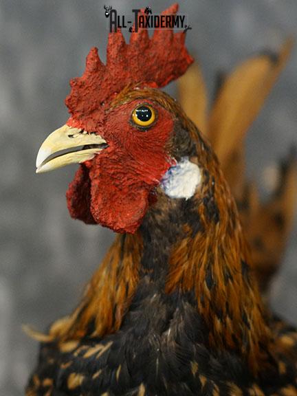 Rooster Chicken Taxidermy mount SKU 2234 - Image 3