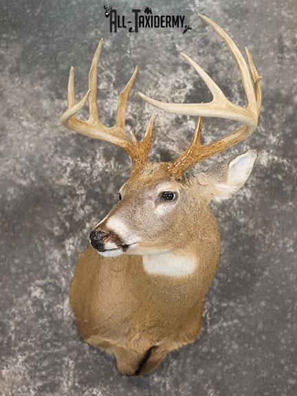 12 Whitetail deer taxidermy shoulder mount SKU 2239