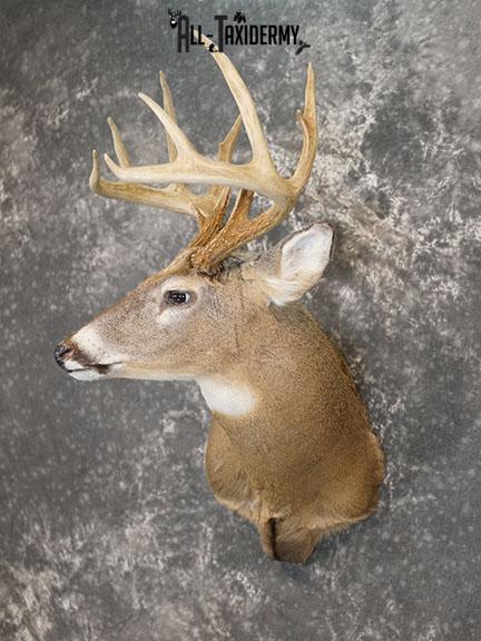 12 Whitetail deer taxidermy shoulder mount SKU 2239 - Image 2