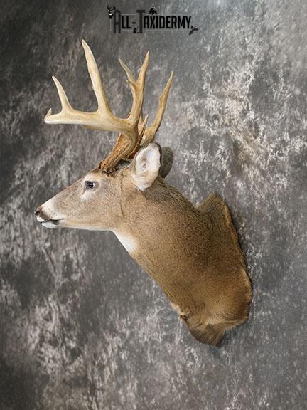 12 Whitetail deer taxidermy shoulder mount SKU 2239 - Image 8