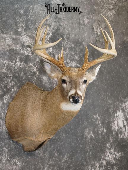 12 Whitetail deer taxidermy shoulder mount SKU 2239 - Image 7