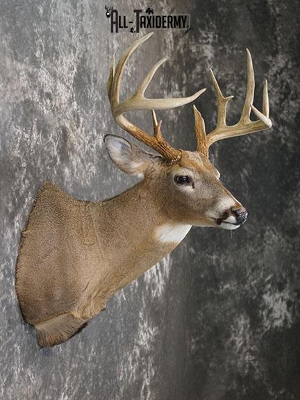 12 Whitetail deer taxidermy shoulder mount SKU 2239 - Image 6
