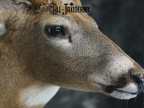 12 Whitetail deer taxidermy shoulder mount SKU 2239 - Image 5