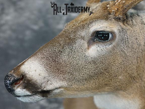 12 Whitetail deer taxidermy shoulder mount SKU 2239 - Image 4