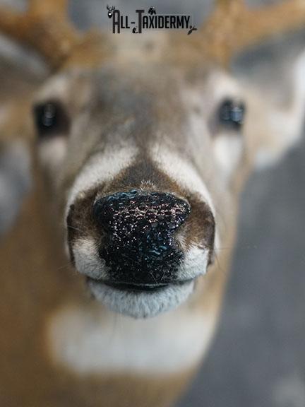 12 Whitetail deer taxidermy shoulder mount SKU 2239 - Image 3