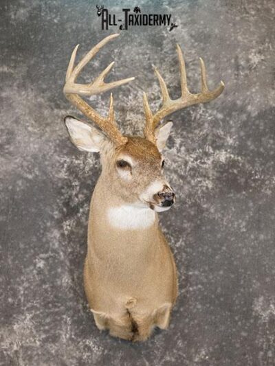 10 Point Whitetail taxidermy shoulder mount SKU 2251