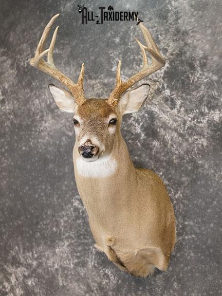 10 Point Whitetail taxidermy shoulder mount SKU 2251 - Image 2