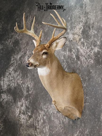 10 Point Whitetail taxidermy shoulder mount SKU 2251 - Image 7