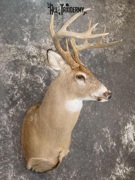 10 Point Whitetail taxidermy shoulder mount SKU 2251 - Image 6