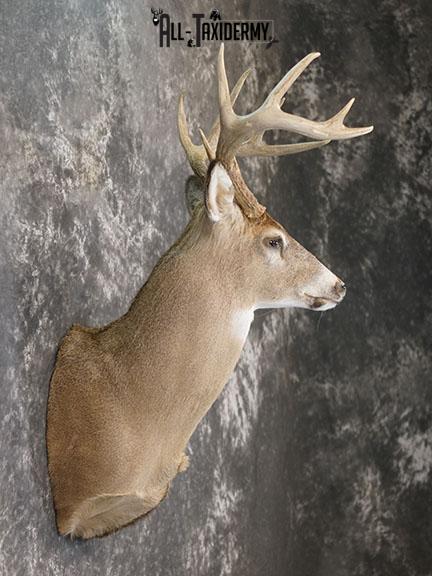 10 Point Whitetail taxidermy shoulder mount SKU 2251 - Image 5