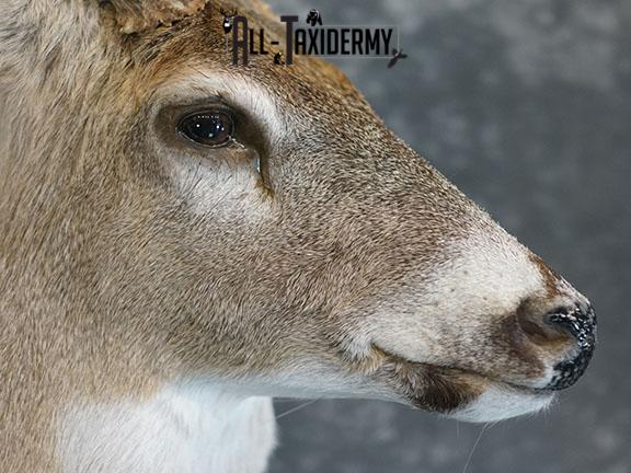 10 Point Whitetail taxidermy shoulder mount SKU 2251 - Image 4