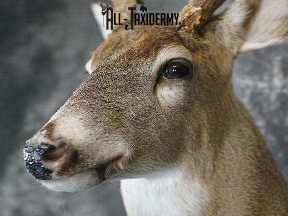 10 Point Whitetail taxidermy shoulder mount SKU 2251 - Image 3