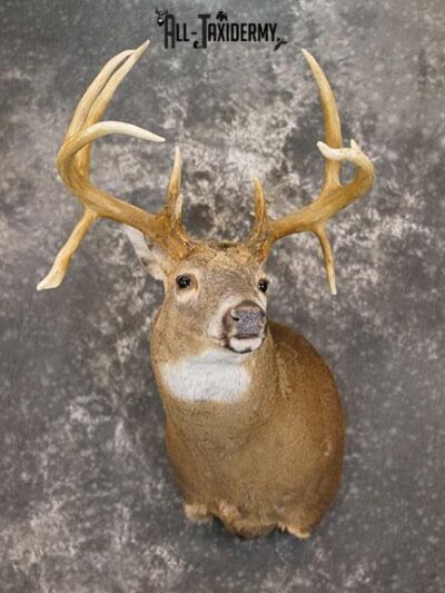 Double Drop Tine Whitetail taxidermy shoulder mount SKU 2249