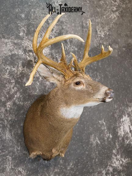 Double Drop Tine Whitetail taxidermy shoulder mount SKU 2249 - All ...