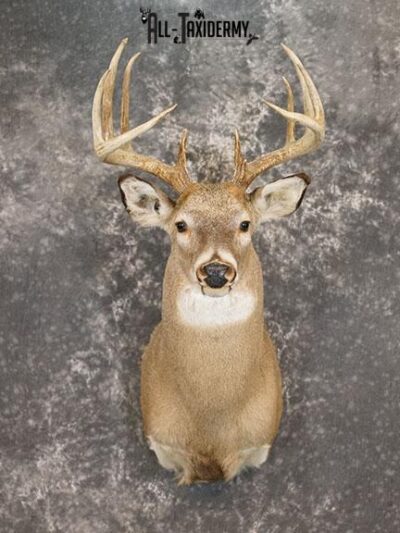 11 point Whitetail deer taxidermy shoulder mount SKU 2245