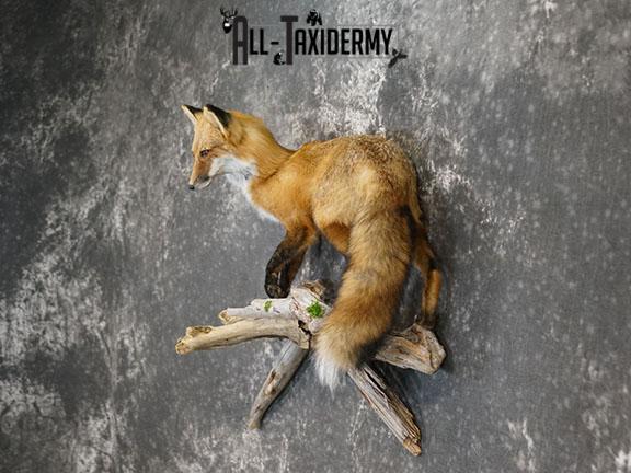 Full body Red fox taxidermy mount SKU 2257 - Image 2