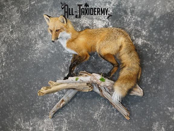 Full body Red fox taxidermy mount SKU 2257