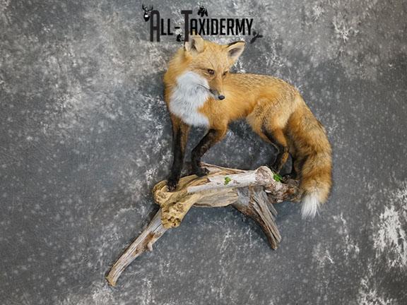 Full body Red fox taxidermy mount SKU 2257 - Image 7