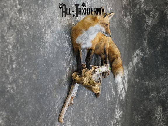 Full body Red fox taxidermy mount SKU 2257 - Image 6