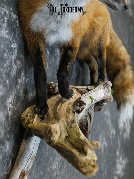 Full body Red fox taxidermy mount SKU 2257 - Image 5