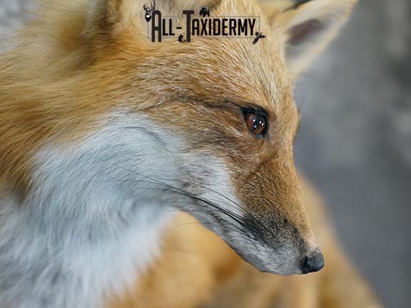 Full body Red fox taxidermy mount SKU 2257 - Image 4