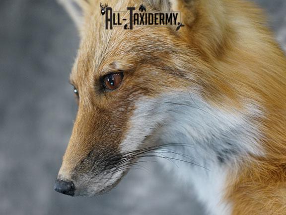 Full body Red fox taxidermy mount SKU 2257 - Image 3