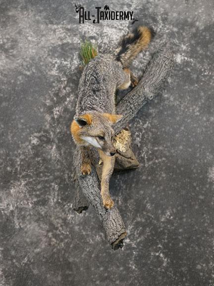Full body grey fox taxidermy mount SKU 2275 - Image 2