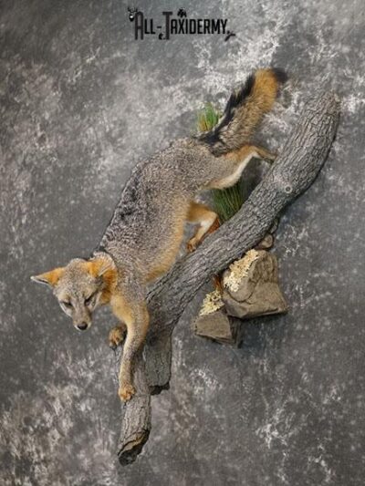 Grey Fox Taxidermy