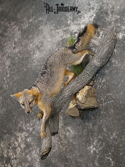 Grey Fox Taxidermy